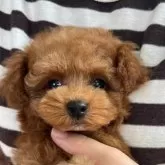 タイニープードル