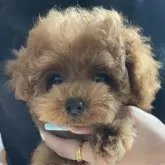 タイニープードル