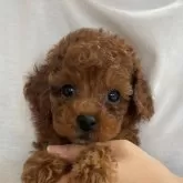 タイニープードル