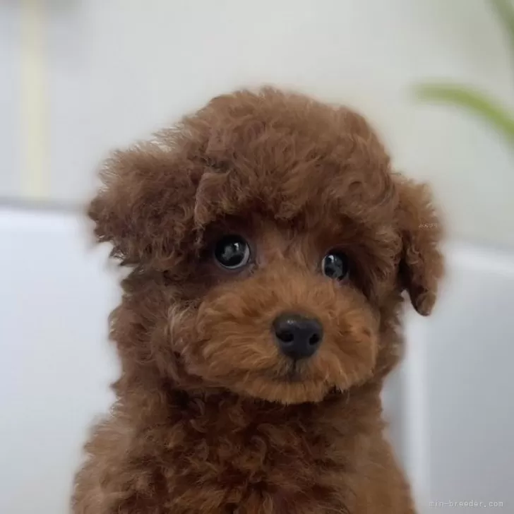 M.I 様のお迎えした子犬