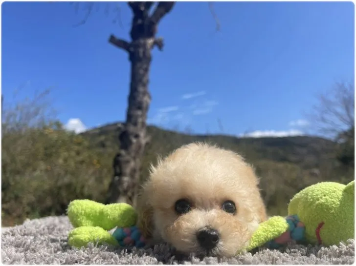TAKA 様のお迎えした子犬