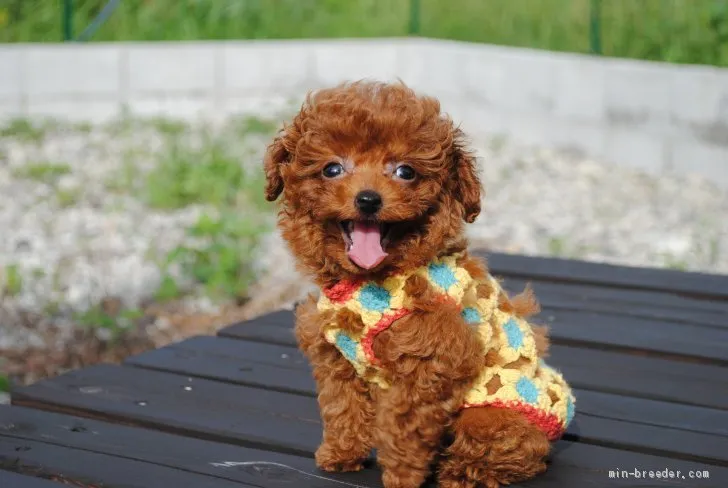 ID：1908-02742の子犬