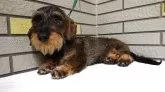 ミニチュアダックスフンド(ワイアー)【北海道・男の子・2025年4月13日・デッドリーフ】の写真7「パパ犬のぱるるくん♪ひょうきんで優しいコンパクトでカニヘンの良血統3.3㎏」