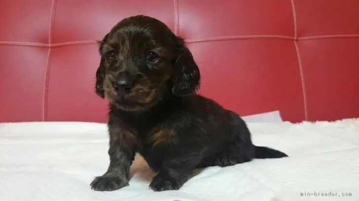 ID:1701-01723の子犬