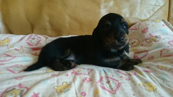 ID:1502-00633の子犬