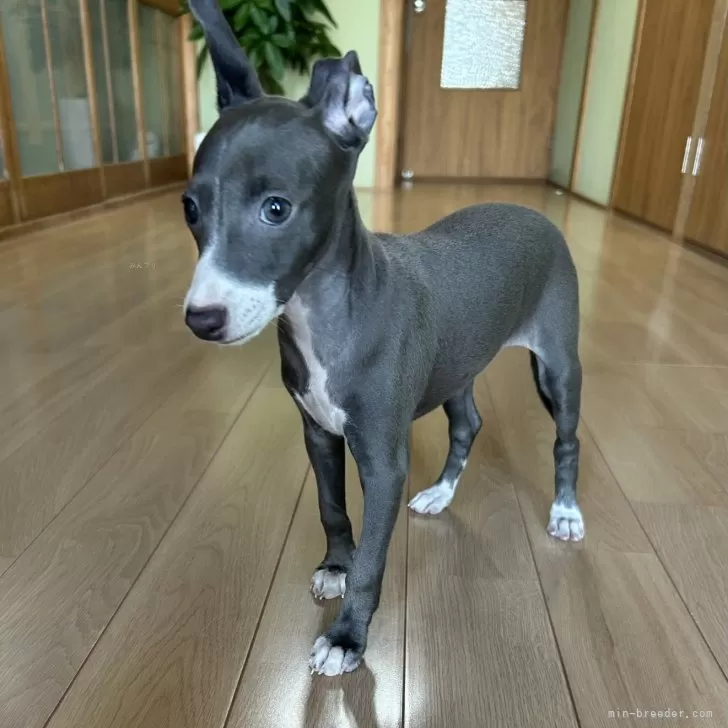 ID：2507-08113の子犬