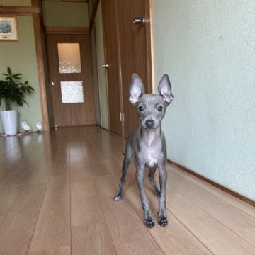 イタリアングレーハウンド【兵庫県・女の子・2024年12月12日・ブルー&ホワイト】の写真「父親…遺伝子検査クリア☆オンライン見学可！」