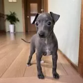 イタリアングレーハウンド