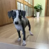 イタリアングレーハウンド
