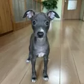 イタリアングレーハウンド