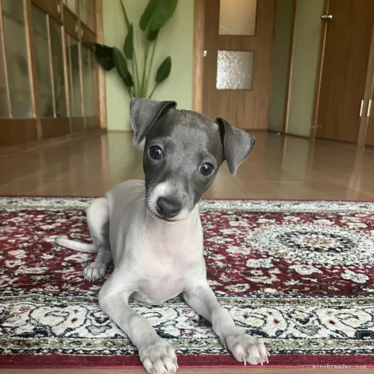 M.N 様のお迎えした子犬