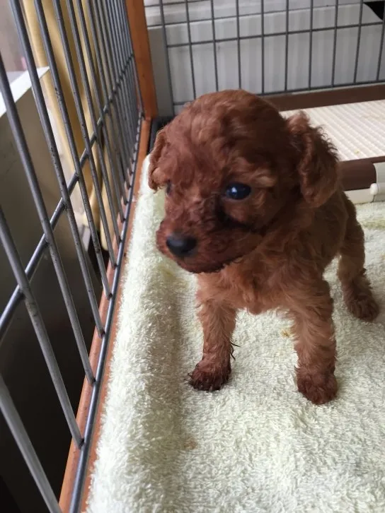 ID:1609-01694の子犬