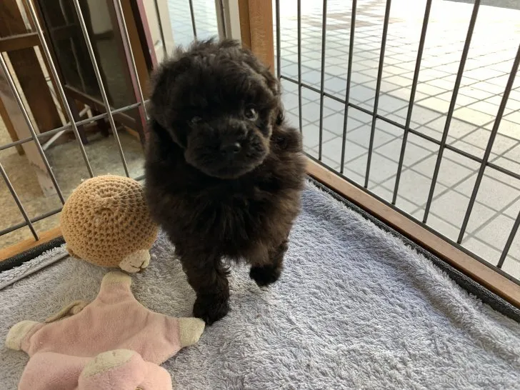 ID：2105-00282の子犬
