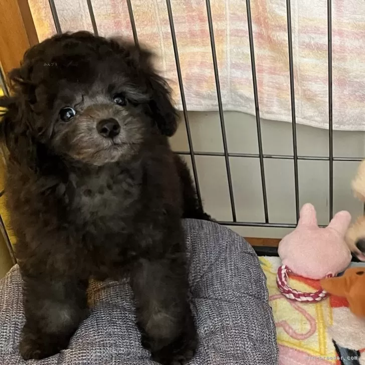 ID：2405-07386の子犬