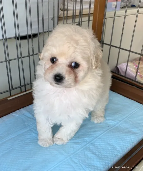 ID:2105-00281の子犬