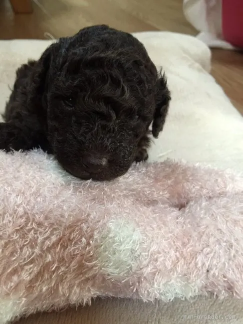 ID：1603-00413の子犬