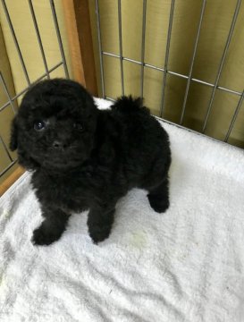 トイプードル(タイニー)【神奈川県・女の子・2019年1月22日・ブラック】の写真「毛量たっぷり可愛いお顔」