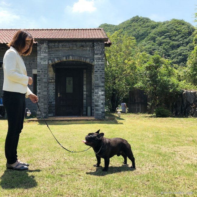 米本　佳代(よねもと　かよ)ブリーダー(山口県・フレンチブルドッグなど・JKC登録)の紹介写真1