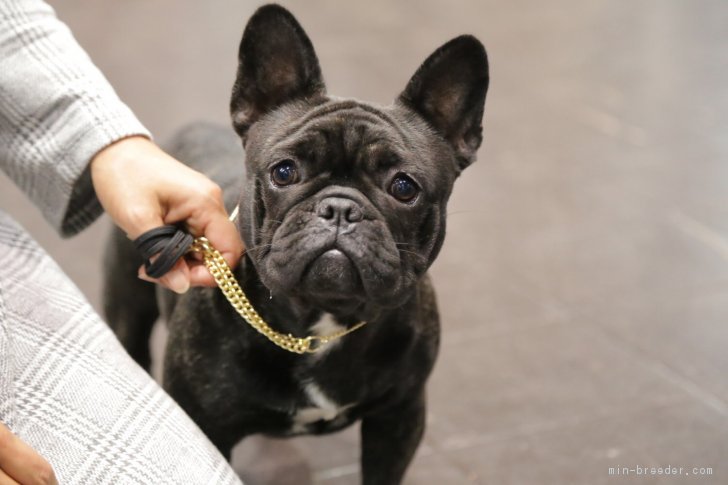 福岡　佳代(ふくおか　かよ)ブリーダー(山口県・フレンチブルドッグなど・JKC登録)の紹介写真2