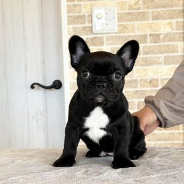 フレンチブルドッグ【山口県・女の子・2024年10月17日・ブリンドル】の写真「綺麗なブラック」