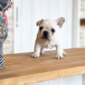 フレンチブルドッグ【山口県・男の子・2024年10月28日・クリーム】の写真「可愛らしいお顔」