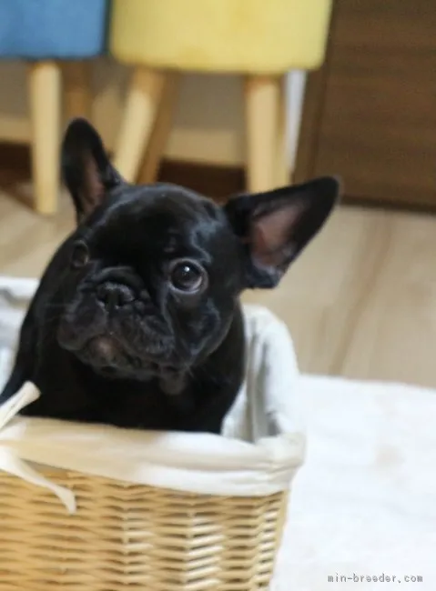 ID：1809-01984の子犬