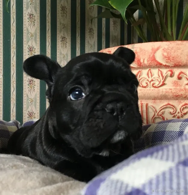 ID：1705-00243の子犬