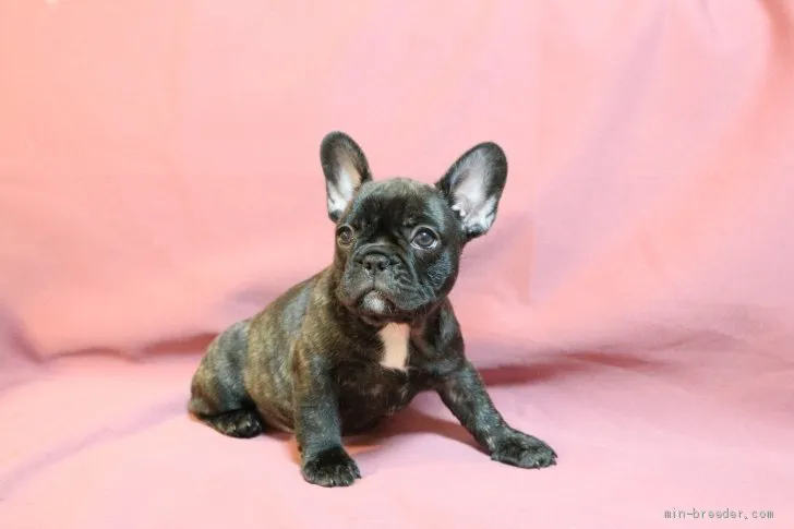 ID：1908-01469の子犬