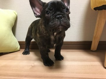 フレンチブルドッグ【山口県・男の子・2017年4月1日・ブリンドル】の写真「jkcチャンピオンの子犬 とても可愛いですよ」