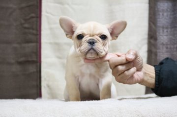 フレンチブルドッグ【山口県・女の子・2019年9月22日・クリーム】の写真「優しい女の子です」