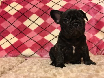 フレンチブルドッグ【山口県・男の子・2016年11月11日・ブリンドル】の写真「☆両親チャピオン☆」