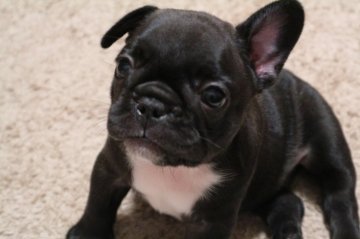 フレンチブルドッグ【山口県・女の子・2018年4月6日・ブリンドル】の写真「血統優良」