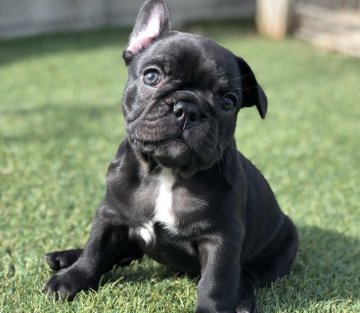 フレンチブルドッグ【山口県・女の子・2018年4月6日・ブリンドル】の写真「ブラックブリンドル★ もうすぐ耳立ちます！」