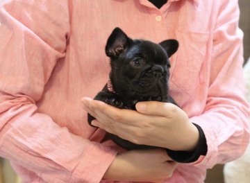 フレンチブルドッグ【山口県・男の子・2019年4月10日・ブラックブリンドル】の写真「ツヤツヤで綺麗な男の子」