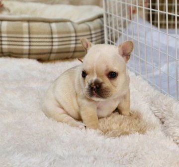 フレンチブルドッグ【山口県・女の子・2018年12月9日・クリーム】の写真「甘えん坊な女の子」