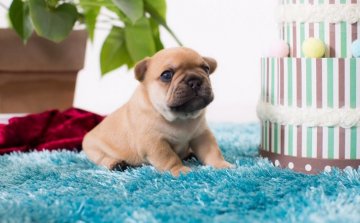 フレンチブルドッグ【山口県・男の子・2016年11月11日・フォーン】の写真「両親ＣＨ☆ 可愛い顔です」