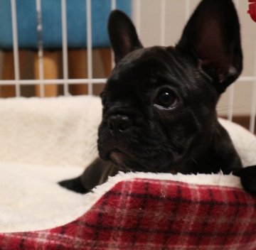 フレンチブルドッグ【山口県・女の子・2018年2月27日・ブリンドル】の写真「可愛いお顔の女の子です。」