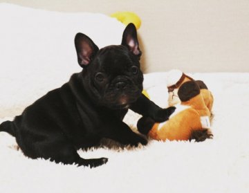 フレンチブルドッグ【山口県・女の子・2018年2月27日・ブリンドル】の写真「小ぶりな女の子 ♪」