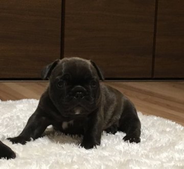 フレンチブルドッグ【山口県・男の子・2017年8月10日・ブリンドル】の写真「父CH 母CH直娘 素晴らしい男の子です」