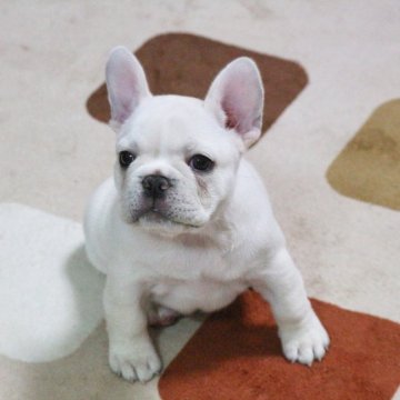 フレンチブルドッグ【山口県・女の子・2017年10月3日・クリーム】の写真「アメリカチャンピオンの孫 可愛い♡女の子」