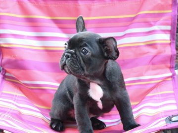 フレンチブルドッグ【山口県・男の子・2019年4月10日・ブリンドル】の写真「お目々クリクリ甘いお顔」