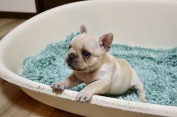 フレンチブルドッグ【山口県・女の子・2018年11月28日・クリーム】の写真「小ぶりで人懐っこい子です」