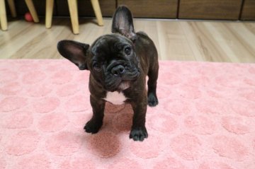 フレンチブルドッグ【山口県・男の子・2017年8月10日・ブリンドル】の写真「チャンピオンの子犬 ショータイプ」