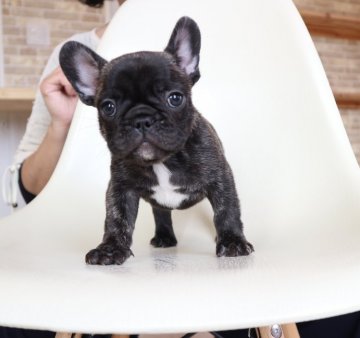 フレンチブルドッグ【山口県・男の子・2020年7月30日・ブリンドル】の写真「両親チャンピオン　」