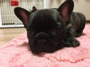 フレンチブルドッグ【山口県・男の子・2017年8月10日・ブリンドル】の写真「父CH(外産) 母CH直娘  ショータイプ」