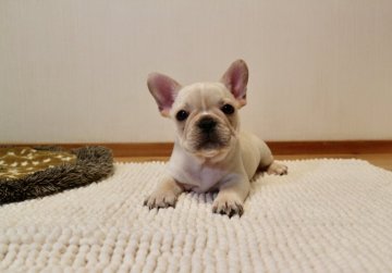 フレンチブルドッグ【山口県・男の子・2018年10月23日・クリーム】の写真「可愛らしい顔立ちの男の子」