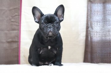 フレンチブルドッグ【山口県・女の子・2019年9月22日・ブラックブリンドル】の写真「ツヤツヤで綺麗な女の子」