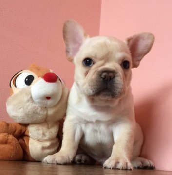 フレンチブルドッグ【山口県・男の子・2017年4月1日・クリーム】の写真「父犬 jkcチャンピオン」