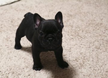 フレンチブルドッグ【山口県・男の子・2018年4月6日・ブリンドル】の写真「かわいらしい男の子」