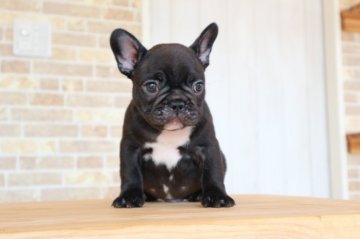 フレンチブルドッグ【山口県・男の子・2020年7月30日・ブリンドル】の写真「両親チャンピオン　」